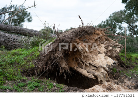 Huge tree felled by the wind of the major storms that hit Portugal in 2026 winter Huge tree felled by the wind of the major storms that hit Portugal in 2026 winter 137781521