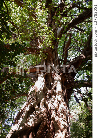 高知縣土佐清水市松尾的Akou 137782051