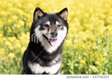 Sheri the Shiba Inu smiling in a field of rapeseed flowers 137782257