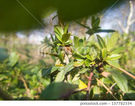 Macro Photography of a Tiny Ladybug Hiding on Fresh Green Leaves, Detailed Nature Study Capturing Early Spring Botanical Beauty and Wildlife Interaction in a Natural Park Setting in Budapest, Hungary. Macro Photography of a Tiny Ladybug Hiding on Fresh Green Leaves, Detailed Nature Study Capturing Early Spring Botanical Beauty and Wildlife Interaction in a Natural Park Setting in Budapest, Hungary. 137782334
