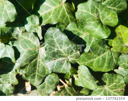 Detailed Top-Down Photography of Lush Green English Ivy Leaves, Intricate Botanical Texture Capturing Natural Spring Foliage Growth and Complex Vein Patterns in a Garden Park in Budapest, Hungary. Detailed Top-Down Photography of Lush Green English Ivy Leaves, Intricate Botanical Texture Capturing Natural Spring Foliage Growth and Complex Vein Patterns in a Garden Park in Budapest, Hungary. 137782354