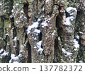 Rough Tree Bark Texture with Fresh Snow Detail Macro Photography of Mossy Wood and Ice in Budapest Hungary Winter Season Natural Bark Pattern and Forest Element without Hungarian Accents 137782372