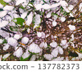 Winter Snow Pattern on Thin Tree Branches Detail Abstract Nature Photography of Frozen Shrubbery in Budapest Hungary Ors vezer tere Area Cold Weather Background and Seasonal Textures 137782373