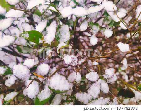Winter Snow Pattern on Thin Tree Branches Detail Abstract Nature Photography of Frozen Shrubbery in Budapest Hungary Ors vezer tere Area Cold Weather Background and Seasonal Textures 137782373