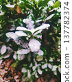 Fresh Winter Snow on Green Leaves Close Up Detail Nature Photography of Frosty Garden Foliage in Budapest Hungary during February Winter Season Morning Light Macro Scene without Accents 137782374