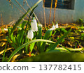 Budapest Spring Snowdrops at Pongratz Gergely ter Close Up White Galanthus Flowers with Morning Dew Droplets Nature Renewal and Hope Background Hungary 137782415