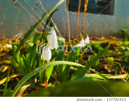 Budapest Spring Snowdrops at Pongratz Gergely ter Close Up White Galanthus Flowers with Morning Dew Droplets Nature Renewal and Hope Background Hungary 137782415