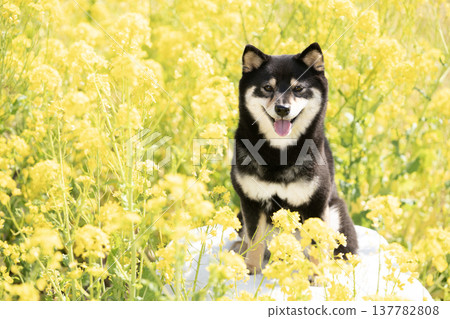 柴犬雪莉在油菜花田中微笑 137782808