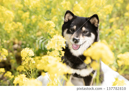 柴犬雪莉在油菜花田中微笑 柴犬雪莉在油菜花田中微笑 137782810