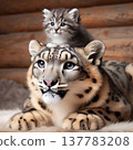 A kitten finds peace on the head of a snow leopard. 137783208