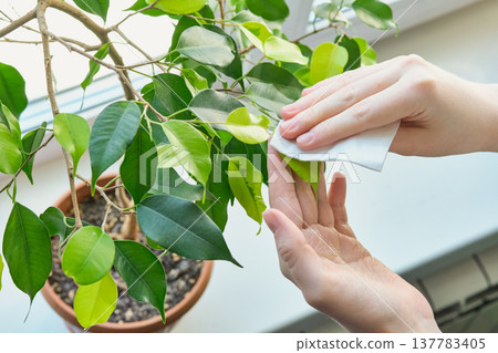 Hands caring for ficus houseplant by cleaning its green leaves with soft cloth Hands caring for ficus houseplant by cleaning its green leaves with soft cloth 137783405