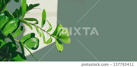 Green zamioculcas zamiifolia leaves catching sunlight and water drops on wall 137783411