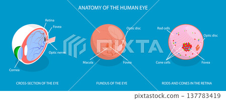 3D Isometric Flat Vector Illustration of Eye Anatomy, Retina Structure 3D Isometric Flat Vector Illustration of Eye Anatomy, Retina Structure 137783419