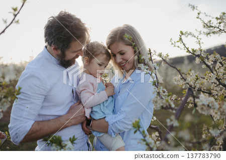 Parents with small daughter on wlak in blooming orchard. Parents with small daughter on wlak in blooming orchard. 137783790