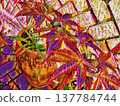 Japanese Maple 137784744