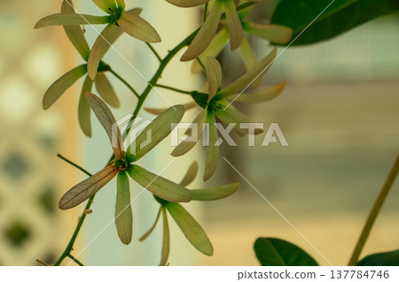 Close-up of green winged seeds (samara) hanging on a branch in soft natural light, with shallow depth of field and creamy bokeh background. Minimal botanical nature concept. Close-up of green winged seeds (samara) hanging on a branch in soft natural light, with shallow depth of field and creamy bokeh background. Minimal botanical nature concept. 137784746