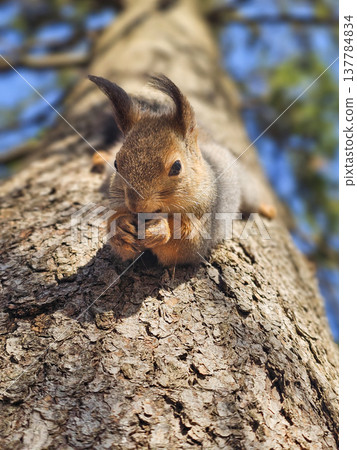 Squirrel perches on rugged tree bark Squirrel perches on rugged tree bark 137784834