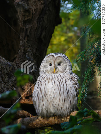 Ural owl sitting on a tree branch Ural owl sitting on a tree branch 137785329