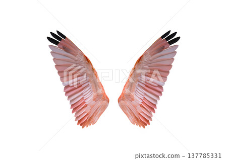 scarlet red wings isolated on white background scarlet red wings isolated on white background 137785331