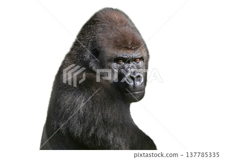 western lowland gorilla isolated on white background western lowland gorilla isolated on white background 137785335