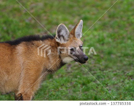 portrait of maned wolf on blurred background portrait of maned wolf on blurred background 137785338