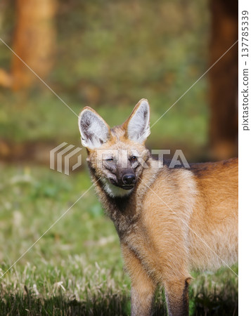 portrait of maned wolf on blurred background 137785339