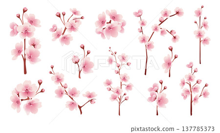 Sakura blossoms elements set design. Collection with soft pink blooming cherry tree branches, gentle twigs with buds and flowers, spring japanese plants with pastel colors petals. Vector illustration. Sakura blossoms elements set design. Collection with soft pink blooming cherry tree branches, gentle twigs with buds and flowers, spring japanese plants with pastel colors petals. Vector illustration. 137785373