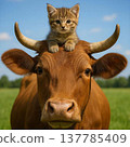A kitten whose home is a cow's head 137785409
