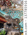 [東京，上野] 湯島天滿宮的守護獅子雕像，櫻花盛開。 137785916