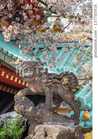 [東京，上野] 湯島天滿宮的守護獅子雕像，櫻花盛開。 137785916