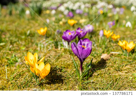 In a garden setting, snowdrop flowers stand tall surrounded by crocuses. Green leaves support the white flowers. Sunlight shines on them, marking the arrival of spring In a garden setting, snowdrop flowers stand tall surrounded by crocuses. Green leaves support the white flowers. Sunlight shines on them, marking the arrival of spring 137786171
