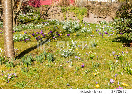 In a garden setting, snowdrop flowers stand tall surrounded by crocuses. Green leaves support the white flowers. Sunlight shines on them, marking the arrival of spring 137786173