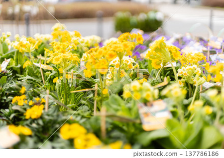 Small pots with flowers arranged on a table in a garden center. Bright colors of blue and pink stand out among green leaves. Sunlight creates a lively setting for spring gardening Small pots with flowers arranged on a table in a garden center. Bright colors of blue and pink stand out among green leaves. Sunlight creates a lively setting for spring gardening 137786186