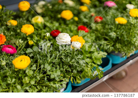 Small pots with flowers arranged on a table in a garden center. Bright colors of blue and pink stand out among green leaves. Sunlight creates a lively setting for spring gardening 137786187