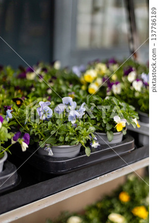 Small pots with flowers arranged on a table in a garden center. Bright colors of blue and pink stand out among green leaves. Sunlight creates a lively setting for spring gardening Small pots with flowers arranged on a table in a garden center. Bright colors of blue and pink stand out among green leaves. Sunlight creates a lively setting for spring gardening 137786189
