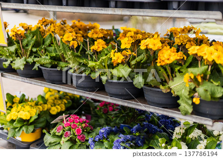 Several pots of colorful flowers are displayed on shelves at a local market. The flowers include yellow, pink, and blue blooms. People can be seen shopping nearby Several pots of colorful flowers are displayed on shelves at a local market. The flowers include yellow, pink, and blue blooms. People can be seen shopping nearby 137786194