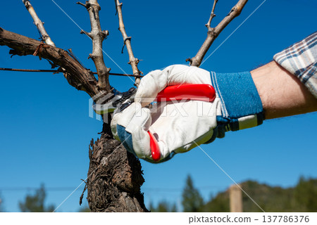 Farmer pruning the vine in winter. Agriculture. 137786376