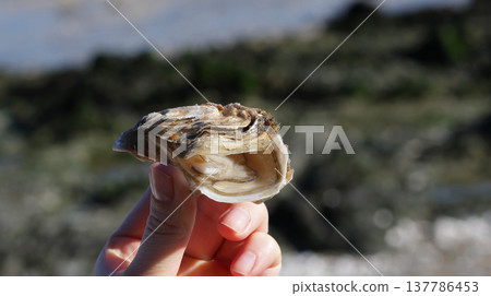 Close-up of fingers pinching a freshly opened oyster from an oyster farm Close-up of fingers pinching a freshly opened oyster from an oyster farm 137786453