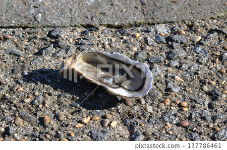 A close-up of an open fresh oyster lying on a shell rock 137786461