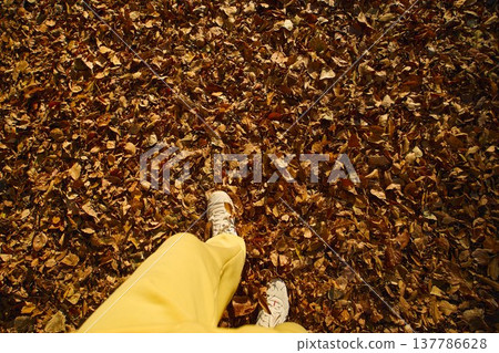 Walking through a carpet of golden leaves on a sunny autumn day in a peaceful forest Walking through a carpet of golden leaves on a sunny autumn day in a peaceful forest 137786628