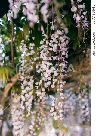 Beautiful flowers of Wisteria in a spring garden on a sunny day. 137786649