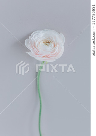 Tender Ranunculus flower on a grey background. Tender Ranunculus flower on a grey background. 137786651