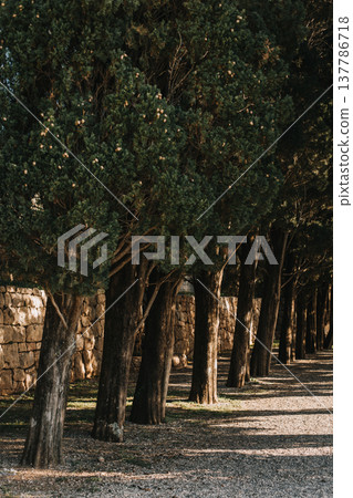 Amazing Cypress trees in a park near St. Stefan, Montenegro. Amazing Cypress trees in a park near St. Stefan, Montenegro. 137786718