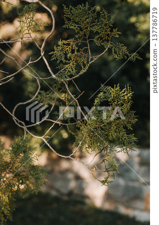 Beautiful Cypress branch o the background of the old park on a sunny day in Montenegro. Beautiful Cypress branch o the background of the old park on a sunny day in Montenegro. 137786719