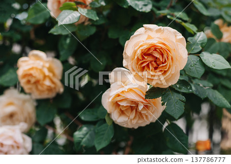 Beautiful peach pink Rose flowers in a spring garden after the rain. Beautiful peach pink Rose flowers in a spring garden after the rain. 137786777