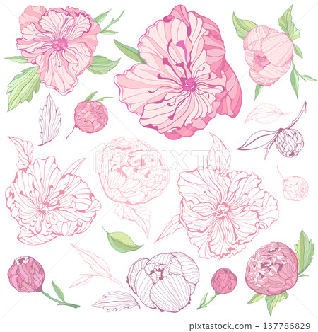 Set of isolated Peony Flowers Set of isolated Peony Flowers 137786829
