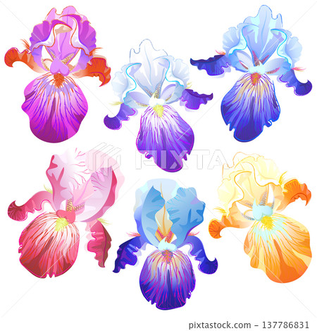 Colored iris flowers isolated on the white Colored iris flowers isolated on the white 137786831