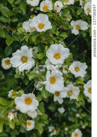 Beautiful white wild Rose flowers in a spring garden. Beautiful white wild Rose flowers in a spring garden. 137786847