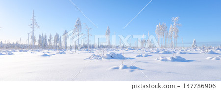 Clear sky over a winter forest with deep snowdrifts and snow-covered trees. Clear sky over a winter forest with deep snowdrifts and snow-covered trees. 137786906