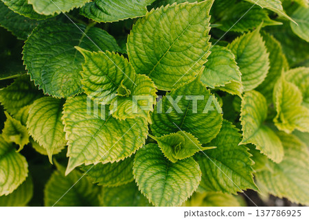 Fresh green leaves in a summer garden. Fresh green leaves in a summer garden. 137786925